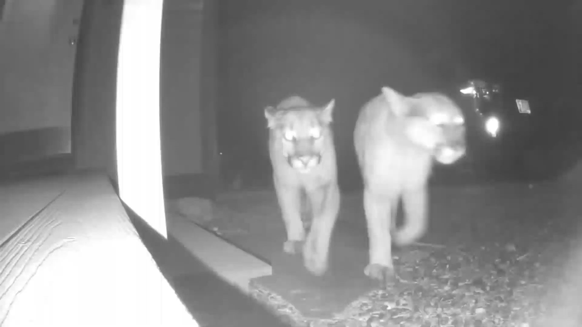 Three mountain lions were captured roaming Georgetown, Colorado during January 2021. 
The video is courtesy the town's mayor, Parker the Snow Dog.