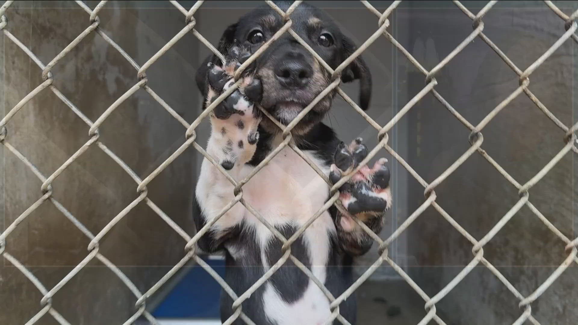 Hundreds of dogs and cats are up for adoption at Austin Pets Alive! and Williamson County Regional Animal Shelter.