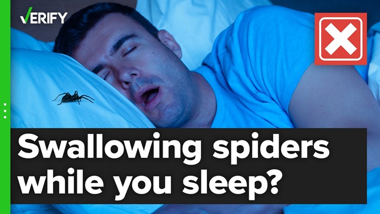 No, people don’t regularly swallow spiders while sleeping