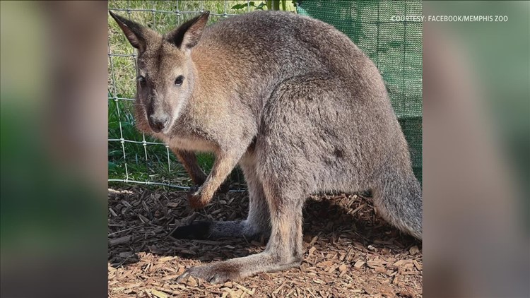 Wallaby loose in Bedford Twp. not a threat to public, but must be located, Monroe County Sheriff says