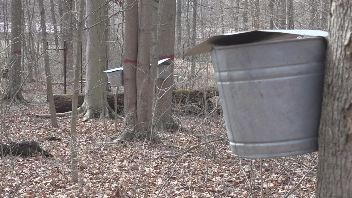Maple syrup sweetness could be impacted by changing climate - Vimarsana News