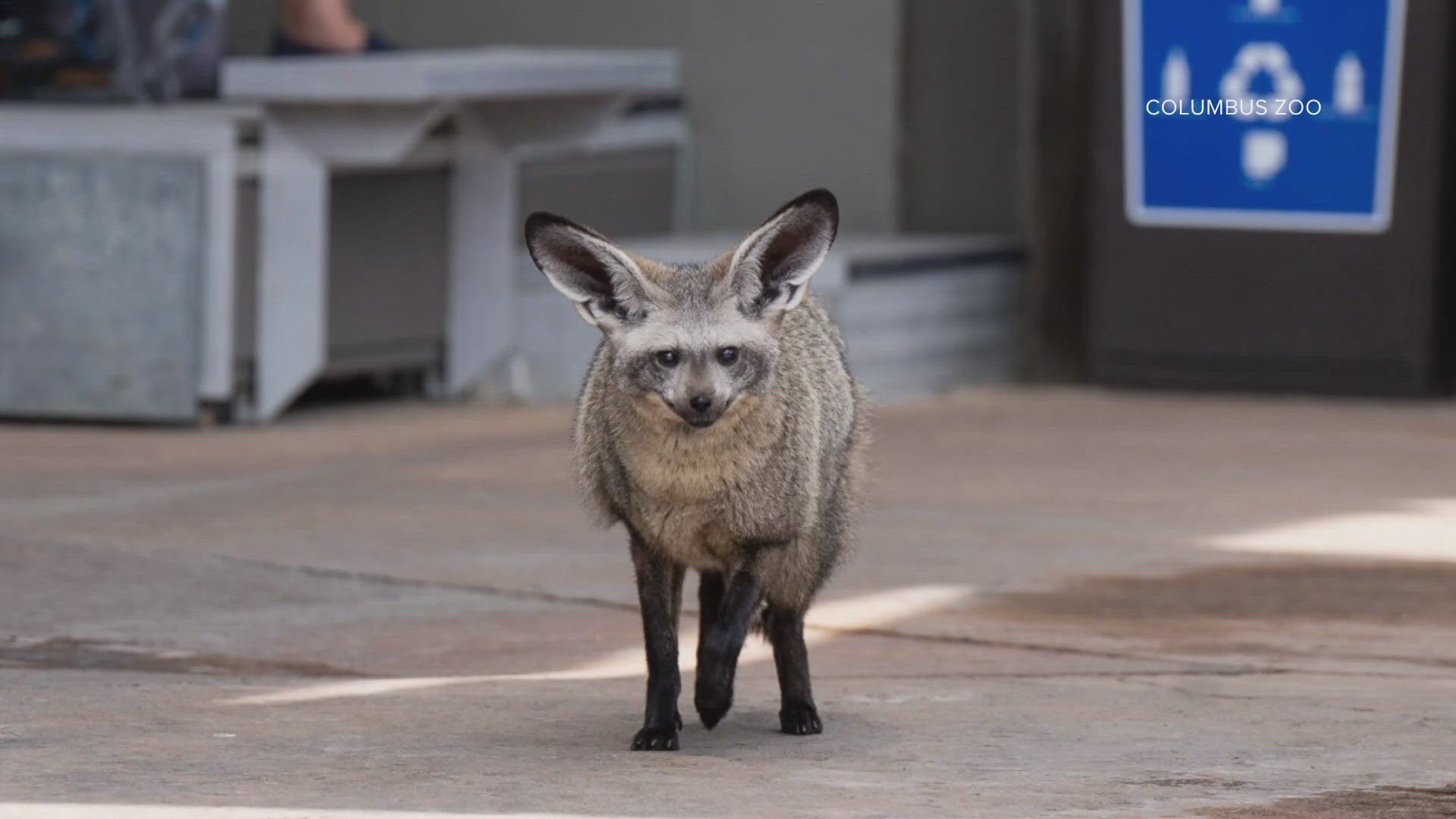 Though the zoo’s medicine and animal care teams worked to manage his long-term health issues, recent bloodwork during an exam showed a decline in his condition.