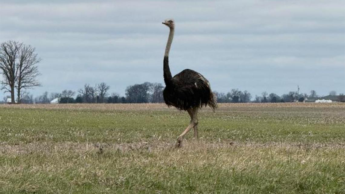 Ostrich on the loose in central Ohio, sheriff's office says