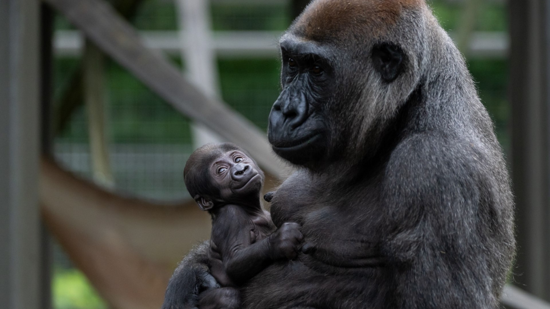 The zoo revealed the name on Tuesday, nearly two months after her surprise birth.