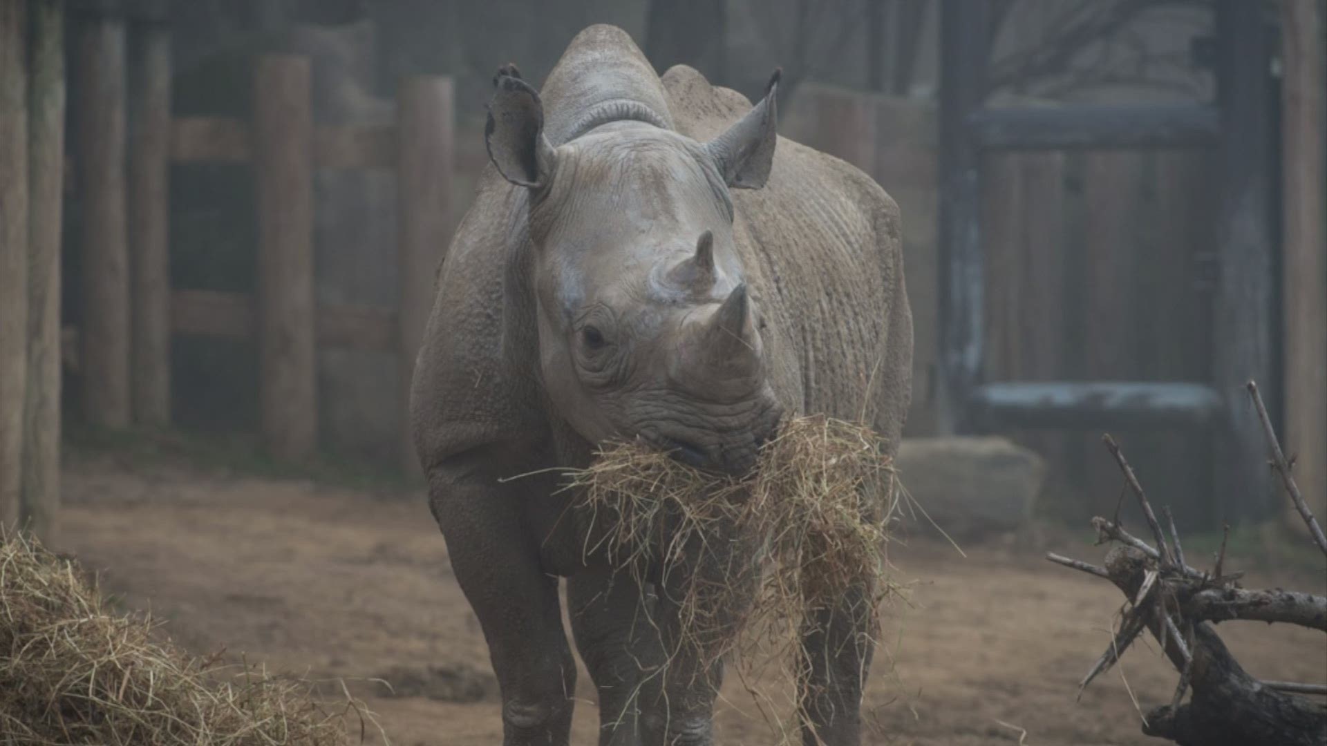Rosie was born at the San Francisco Zoo on Jan. 6, 1990 and came to Columbus on Nov. 12, 2009.