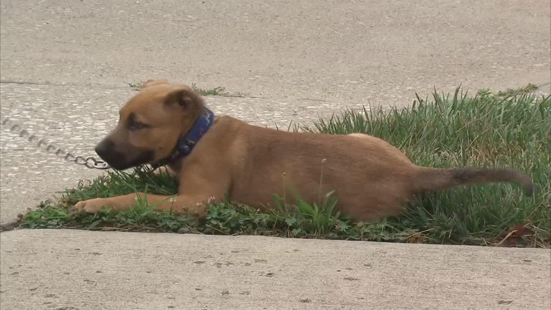 The owner says the dog was possibly overdosing after getting out of the backyard and got into nearby trash.