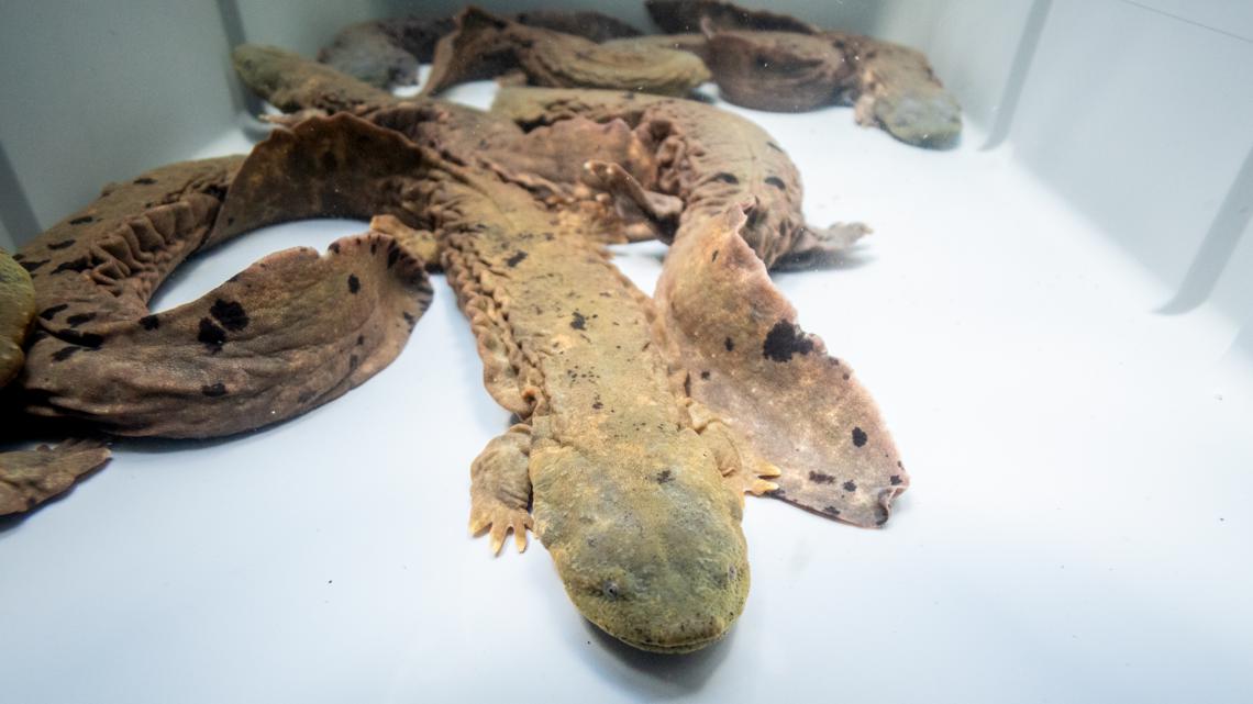 Columbus Zoo, The Wilds release over 100 endangered giant salamanders in eastern Ohio