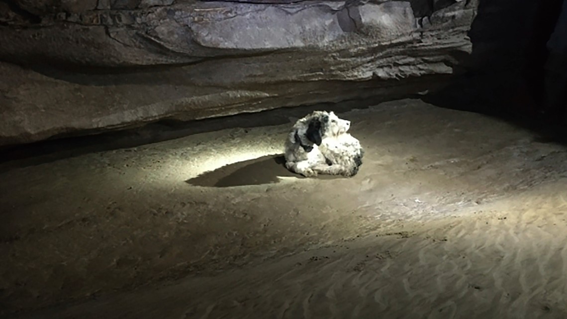 Dog, missing 2 months, found alive inside cave in Missouri - Vimarsana News