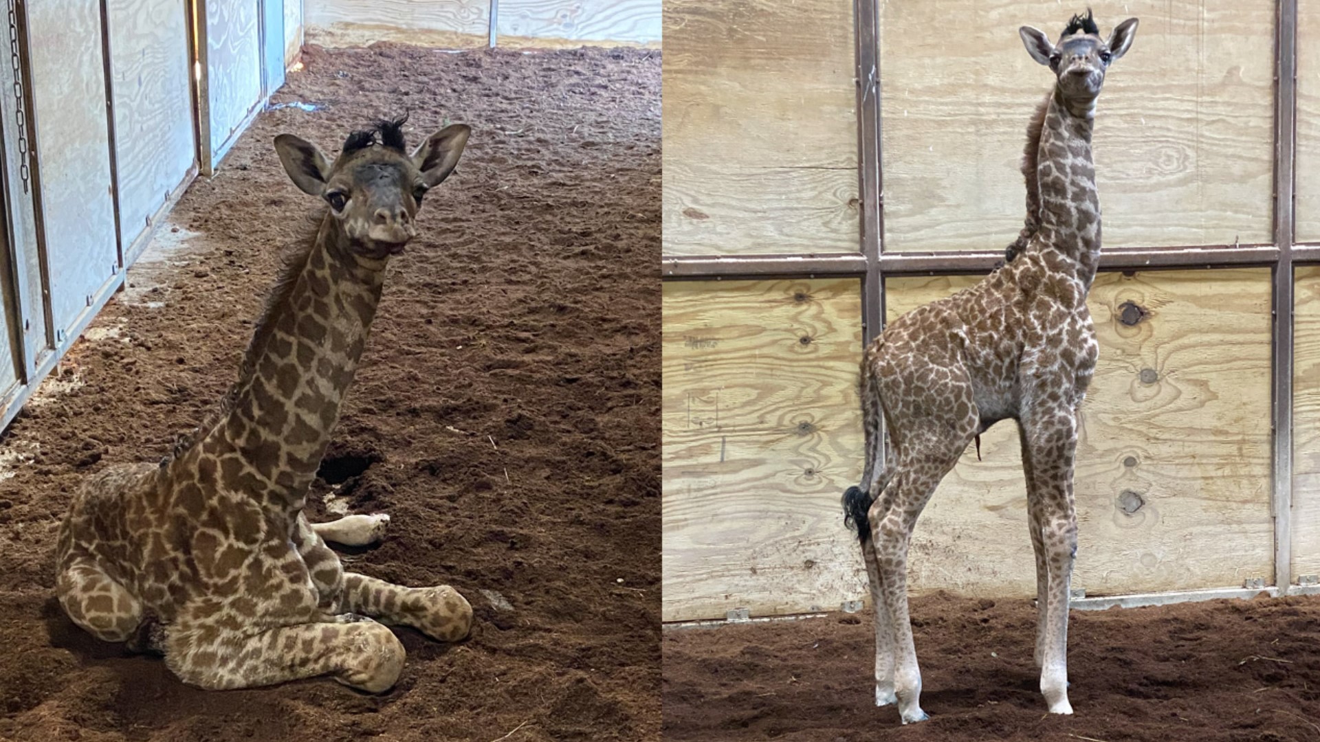 The Wilds announced on Tuesday a new addition to its animal family with the birth of an endangered giraffe earlier this month.