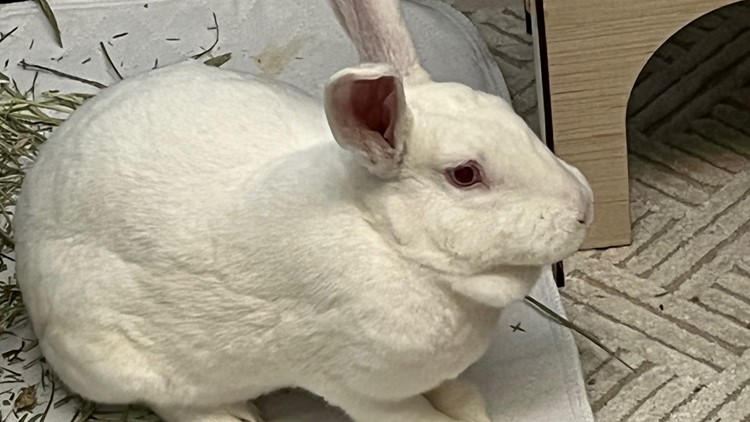 Columbus high school welcomes 'Briggsy' the student therapy bunny