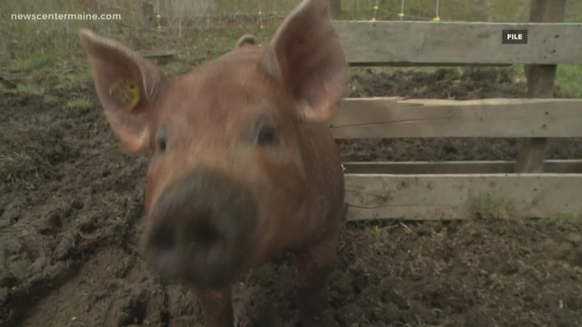 A new law allows schools to give food waste to pig farmers. Supporters say the new law will help school districts cut down on food waste.