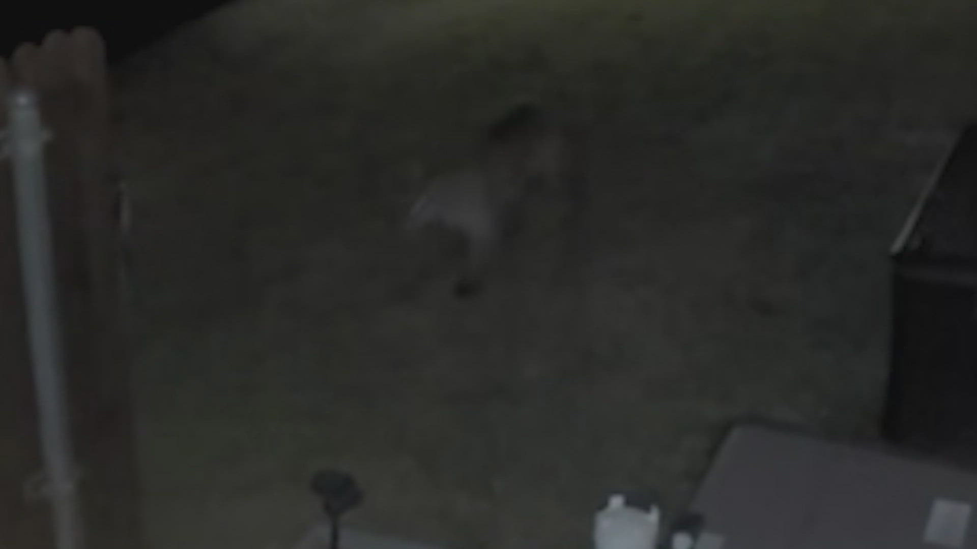 Brent Blackwell said he saw the mountain lion on his camera Friday and reported it to the Department of Parks and Wildlife.