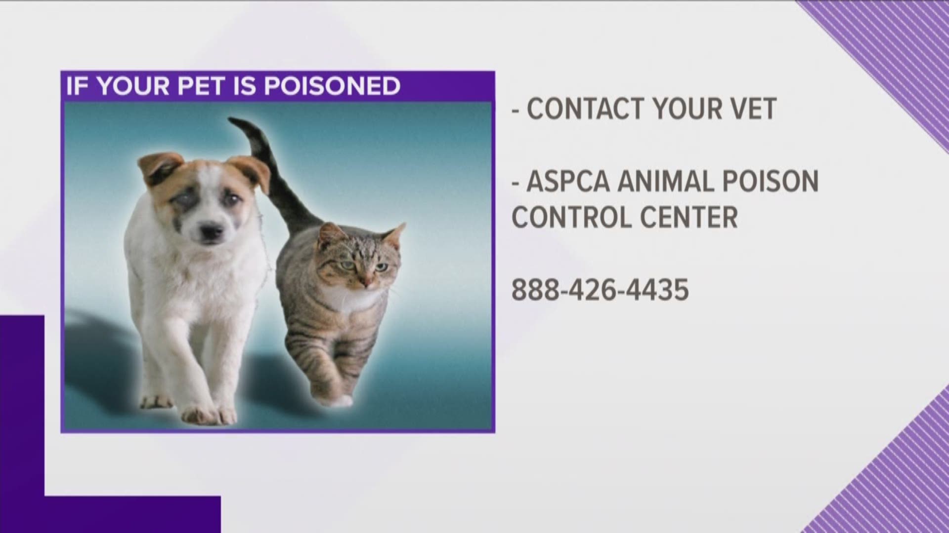 These Common Items Could Poison Your Pet Wtol Com