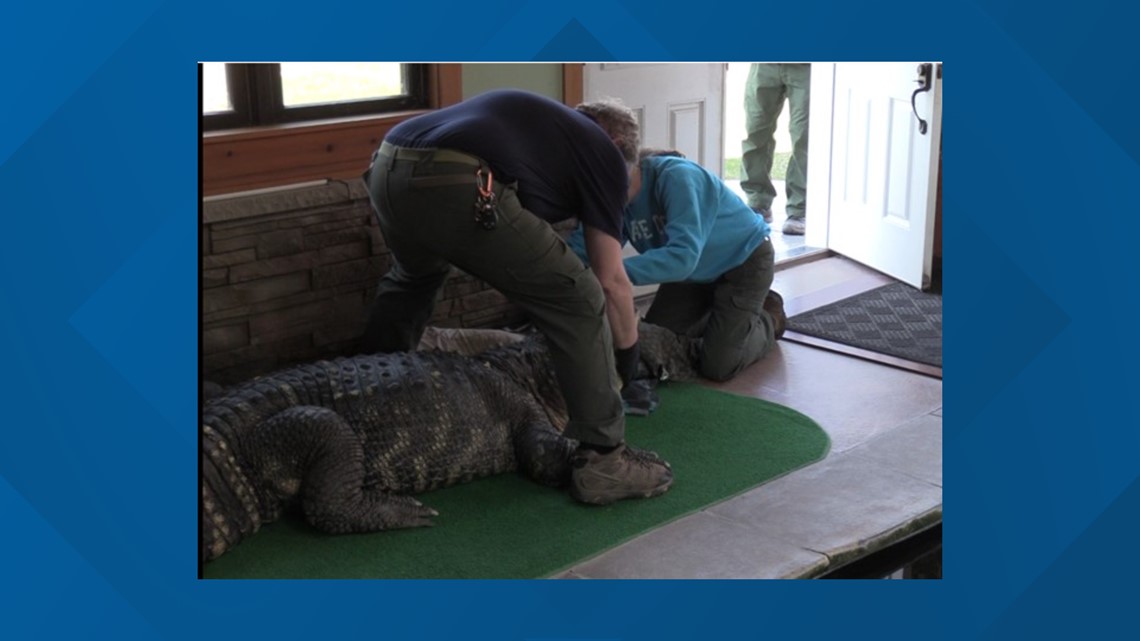 Albert the Alligator in Hamburg NY creates a buzz