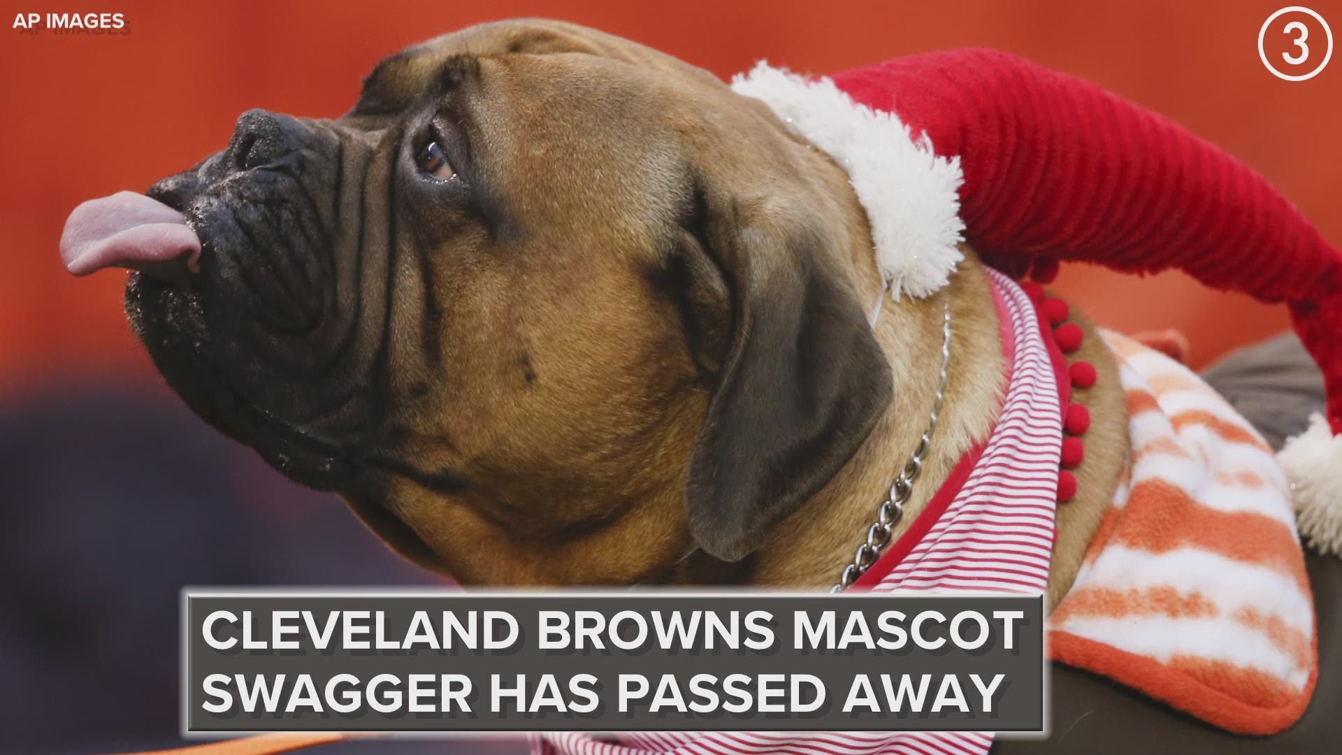 The Cleveland Browns lost one of their own on Friday with the passing of their beloved bullmastiff mascot, Swagger.  Farewell, Swagger.