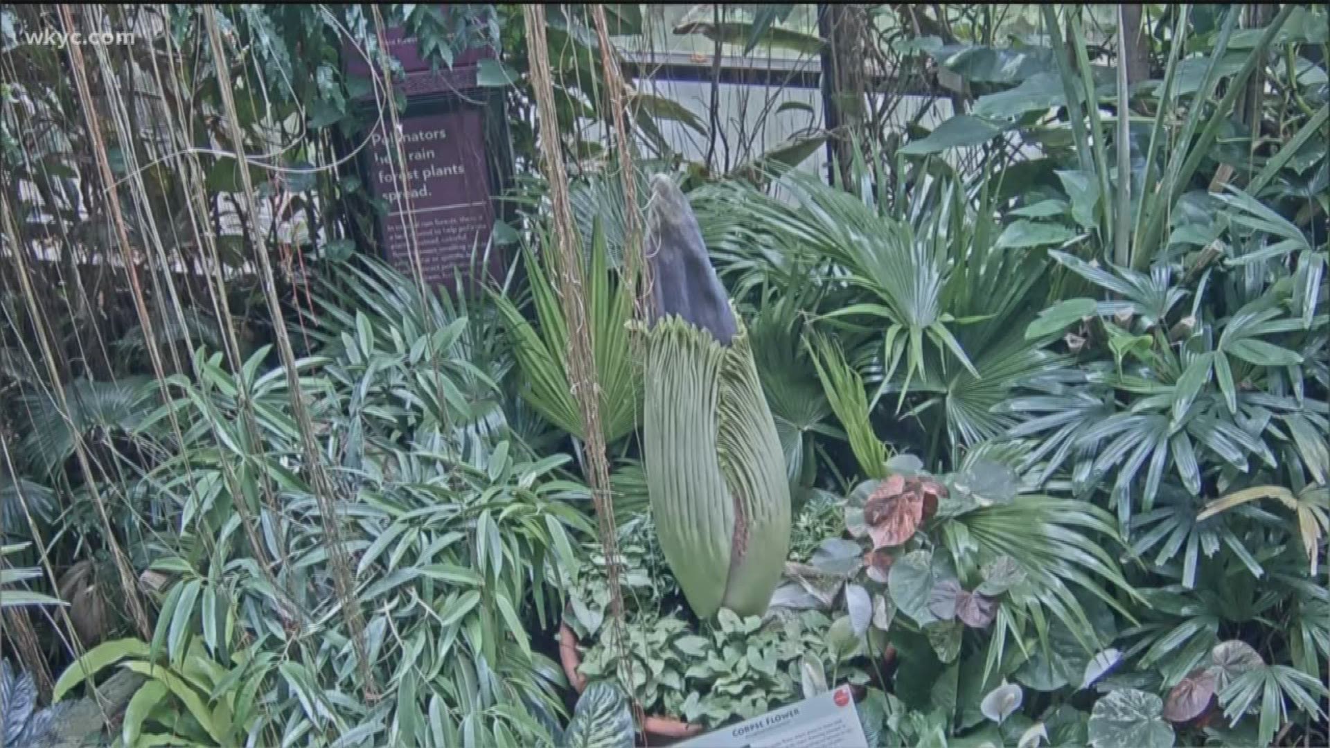 The public will get their first look at the bloom of the corpse flower inside The RainForest on Wednesday morning starting at 10 a.m.