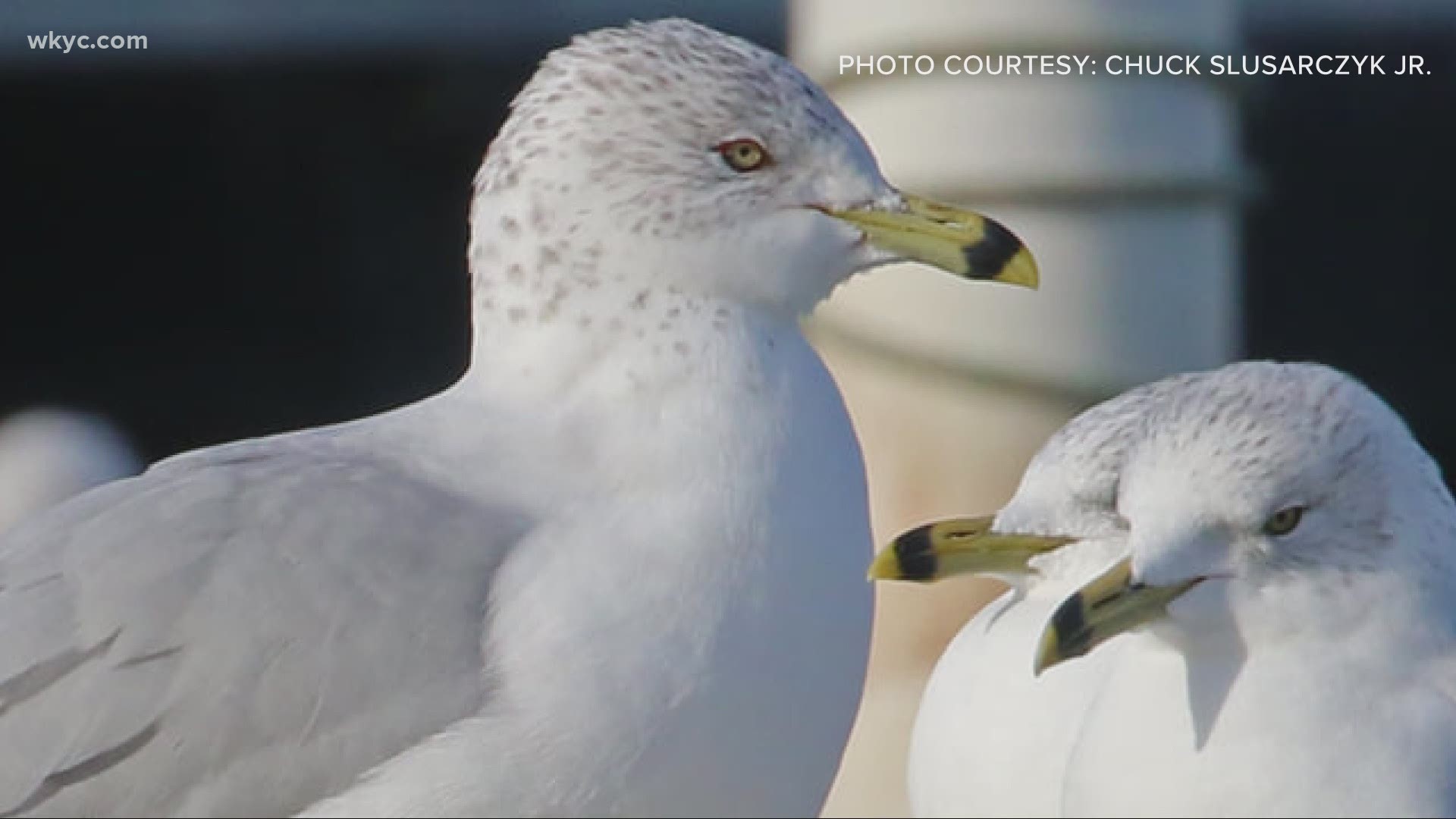 Avid birder and nature photographer finds oldest living known bird of its species along the shores of Lake Erie. Carl Bachtel reports.