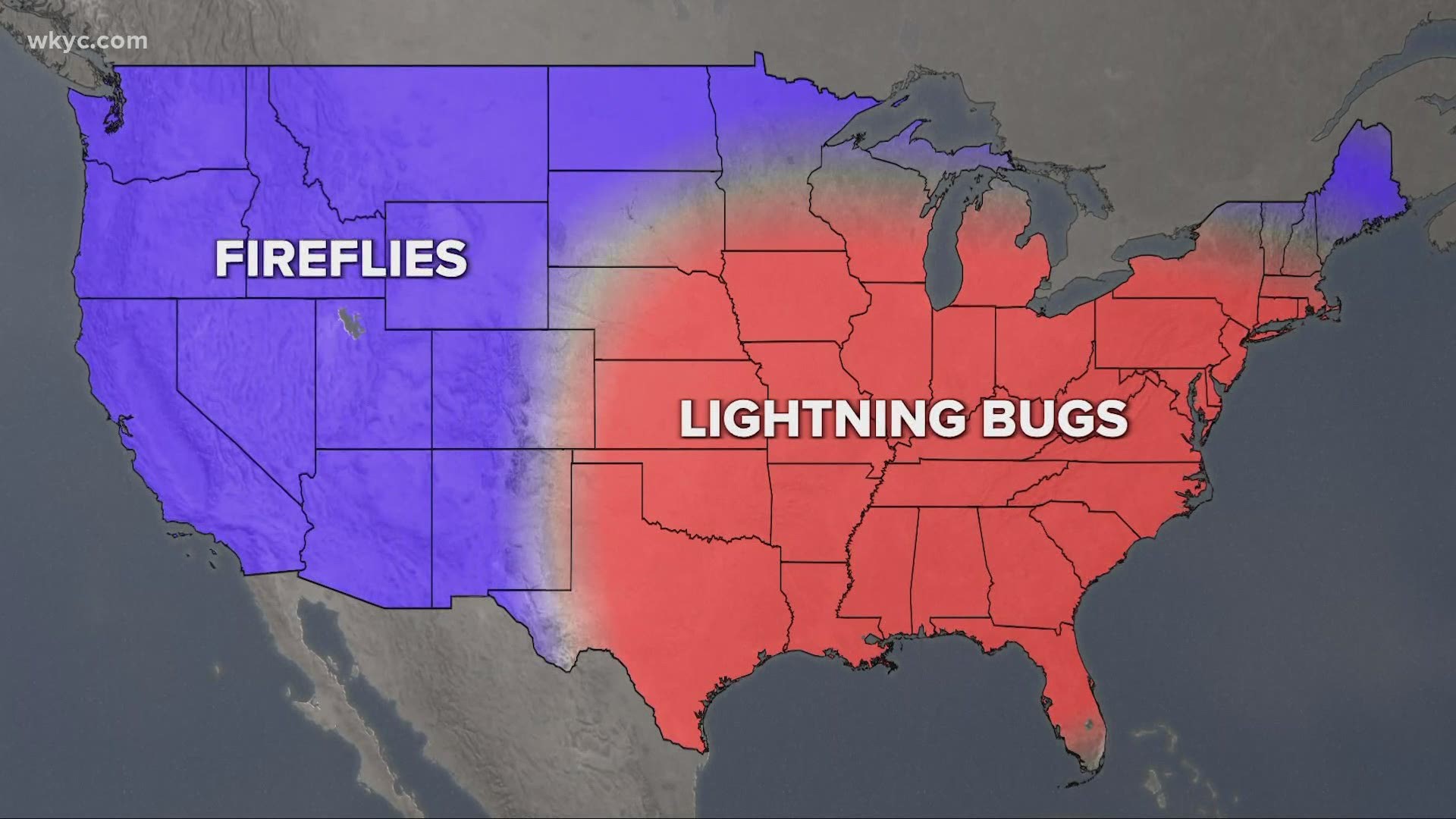 Are you looking for some lightning bugs in your neighborhood? Here's Matt Standridge with the latest edition of 'GO-HIO.'