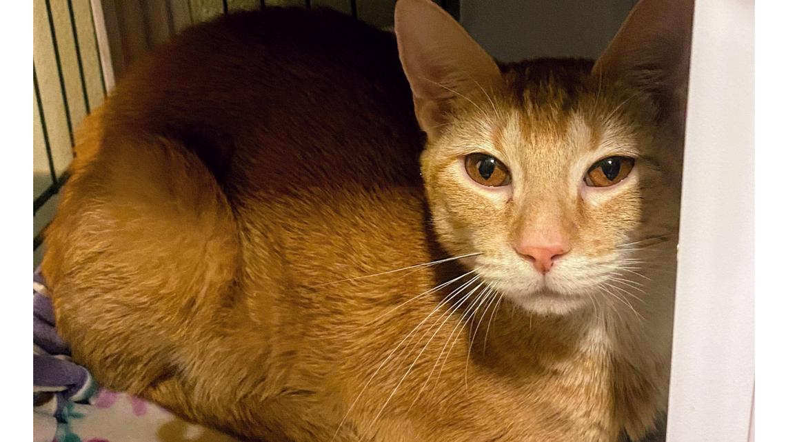80 'ginger' cats rescued from single home in Summit County