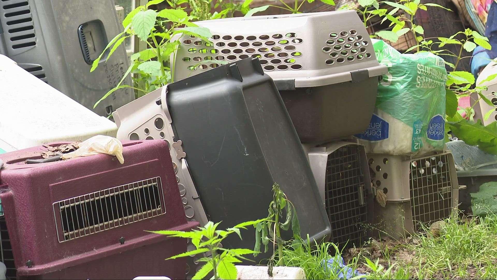 Police find 36 dogs at Parma home, owner charged with cruelty wtol