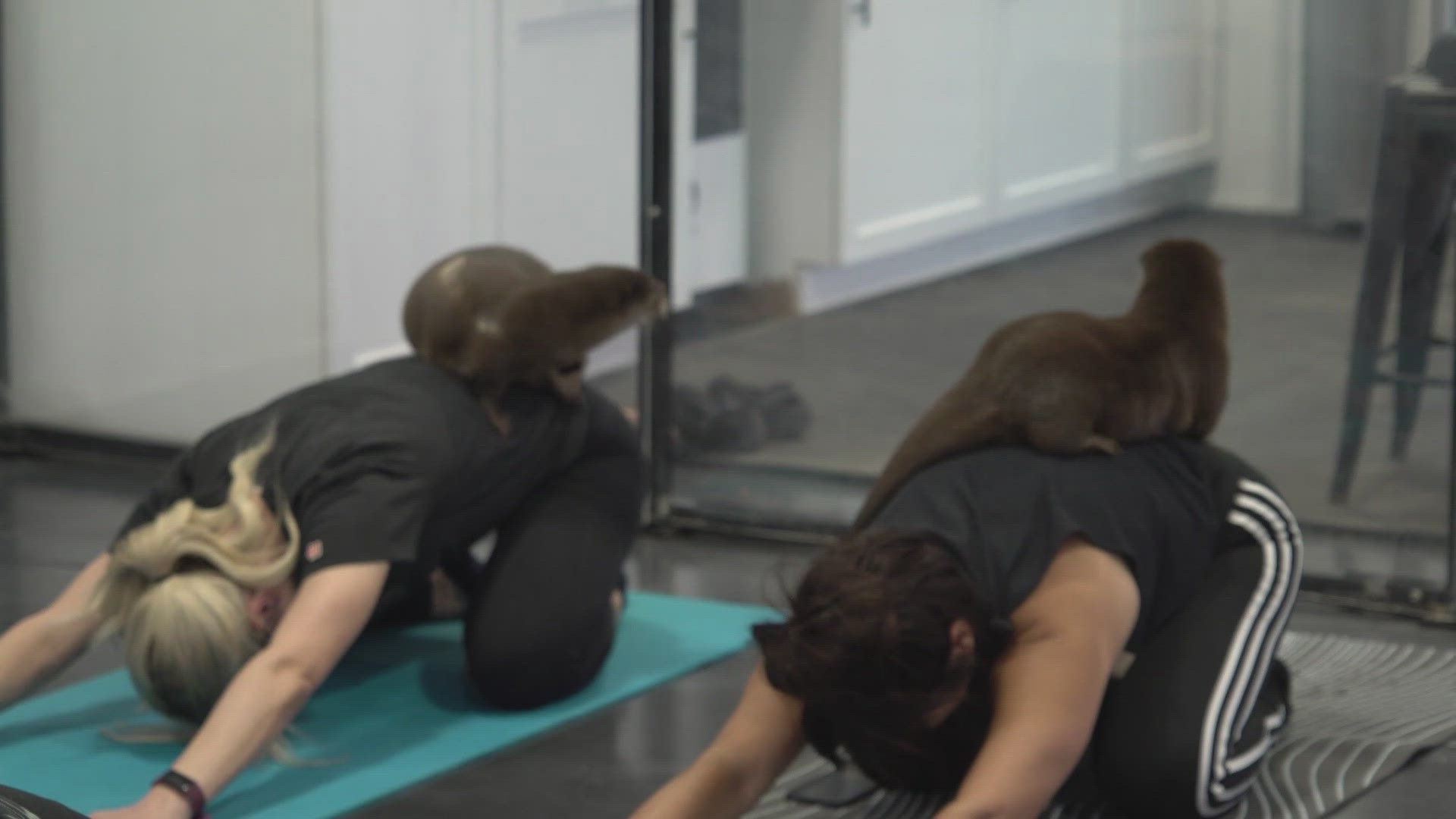 An 'otterly' good time Ohio farm offers ‘world’s only’ yoga class