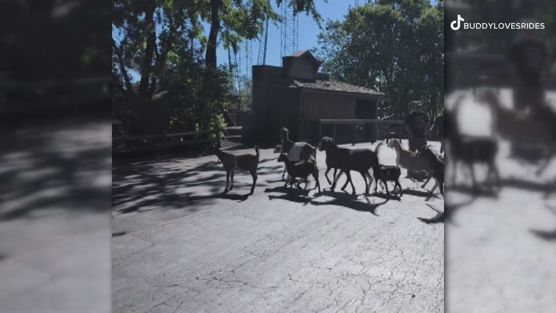First it was camels, and now it's the goats... For the second time in recent days, animals from The Barnyard petting zoo at Cedar Point have been seen on the loose.
