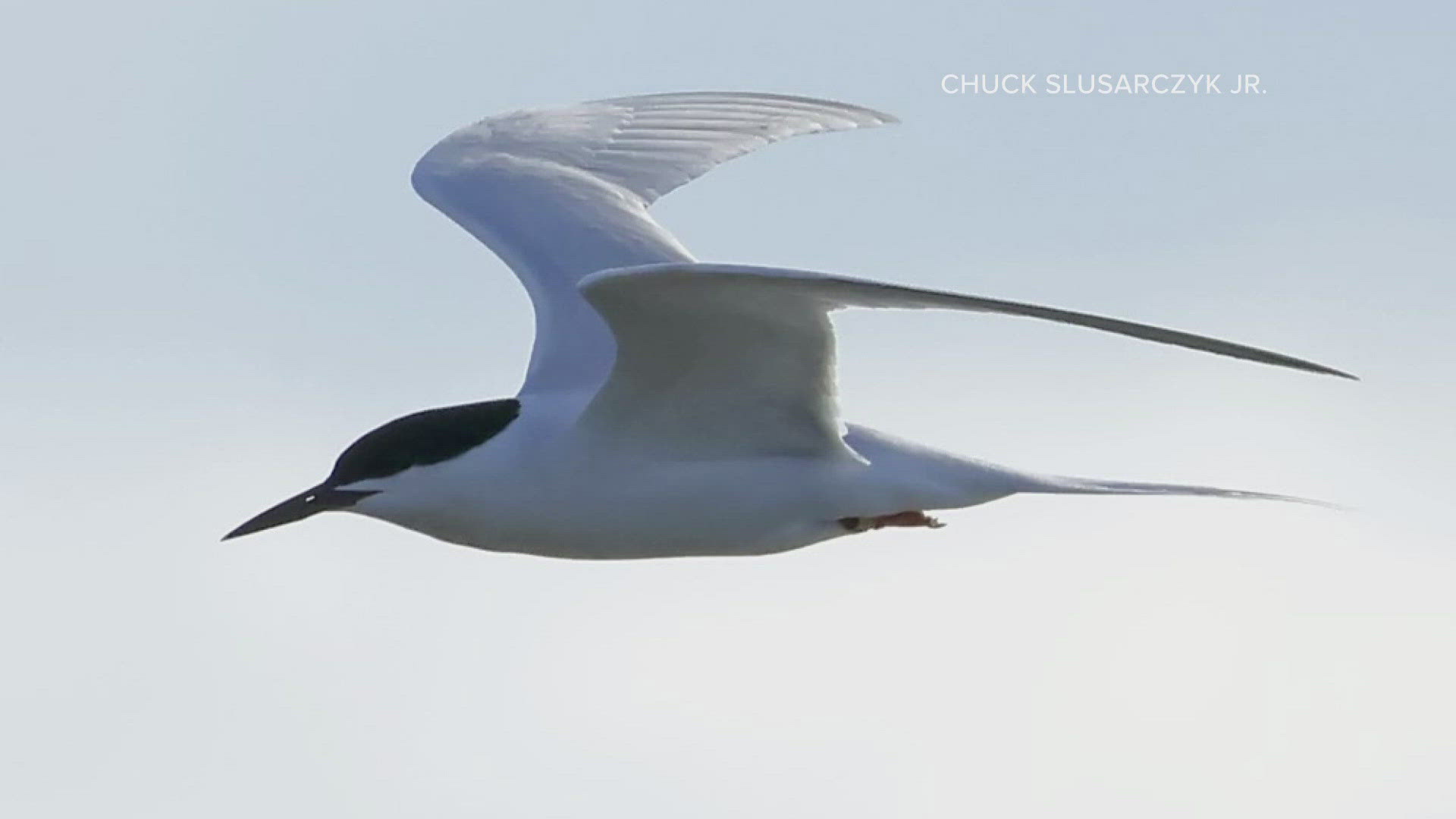 The winged wanderer flew more than 650 miles to get to the shores of Lake Erie. This is the first time this species has ever been spotted in Ohio.