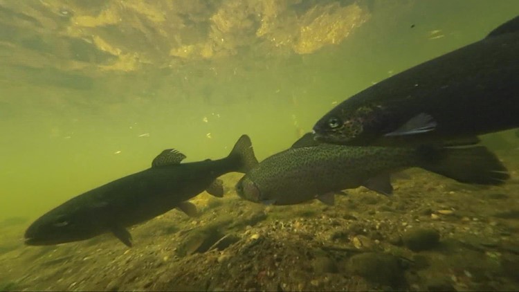 Rainbow trout return to Cuyahoga River in Cuyahoga Falls
