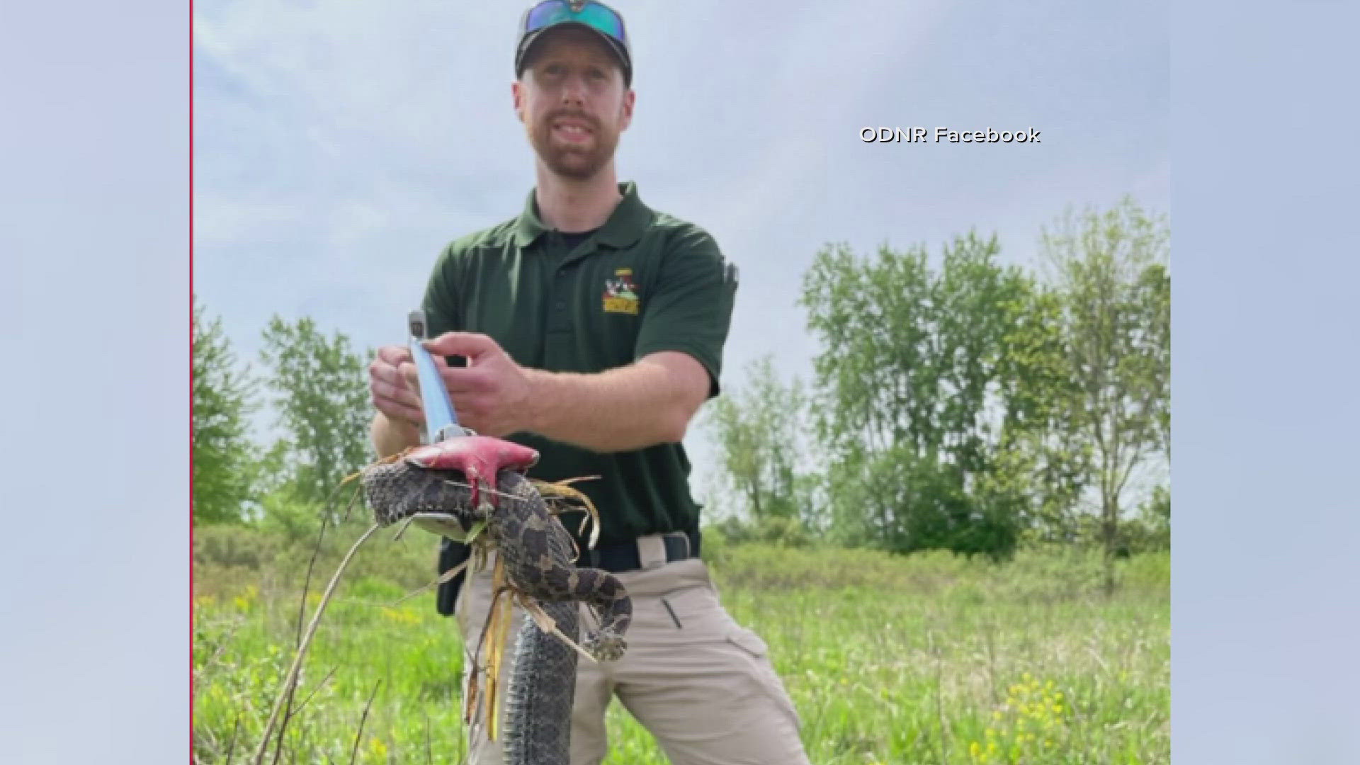 Where was the snake found? How common are they in Ohio? Are there safety concerns? We get all your questions answered.