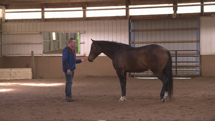 How Cleveland police are finding benefits from equine-assisted therapy