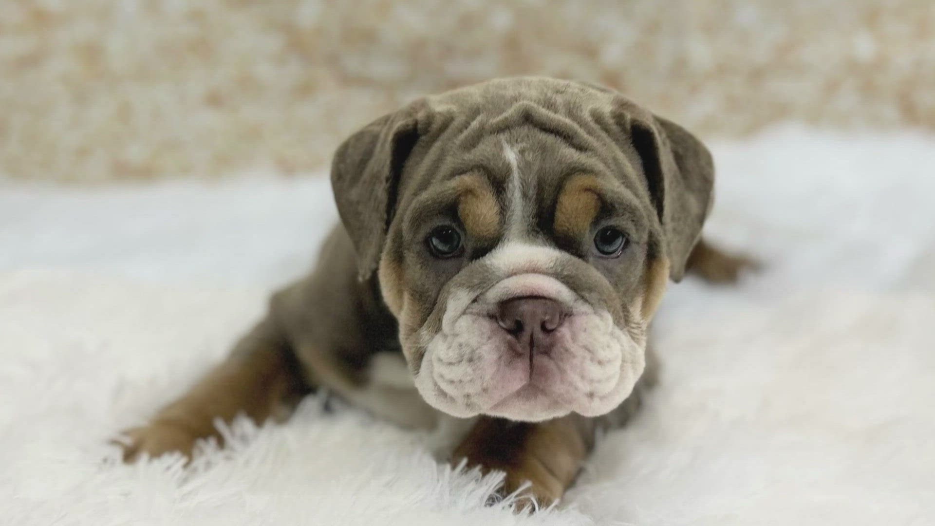 A puppy valued at $6,500 was stolen from the Parma Petland.