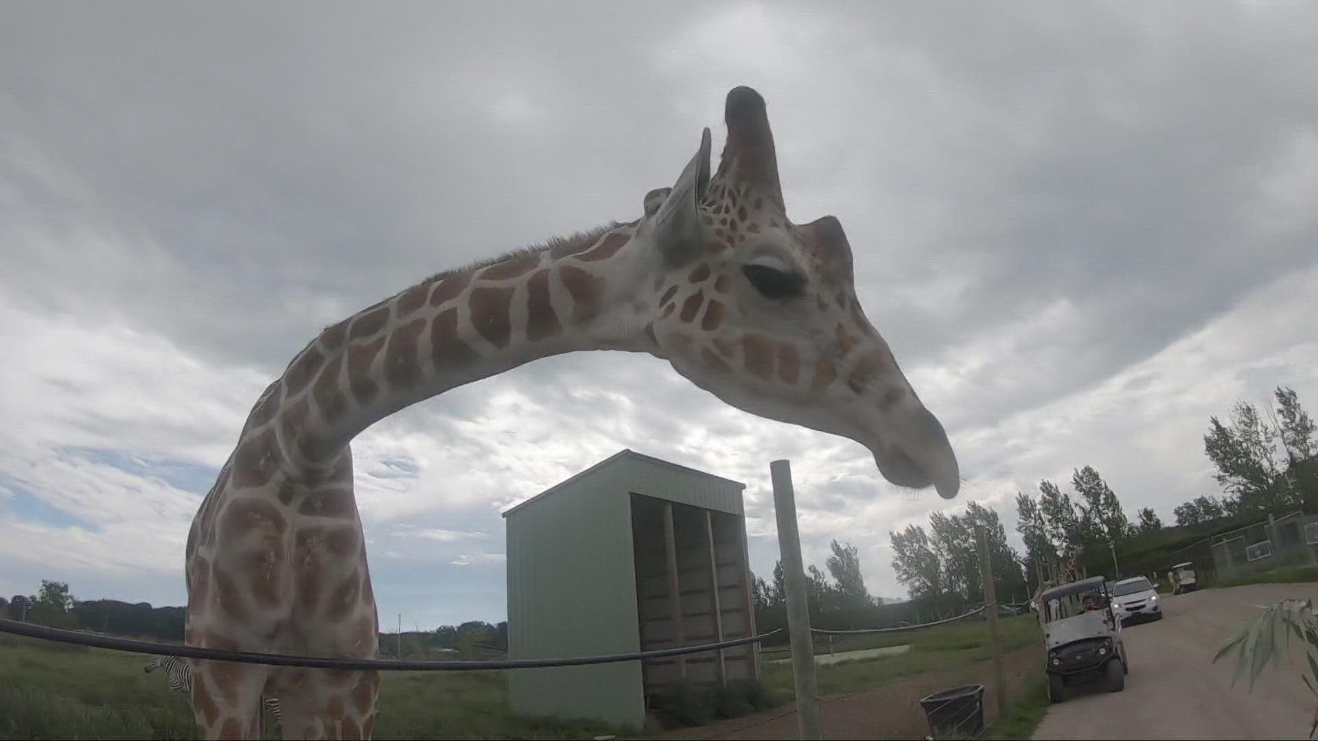 Nearly three years after a devastating fire, animals will call the new building home in about a month.