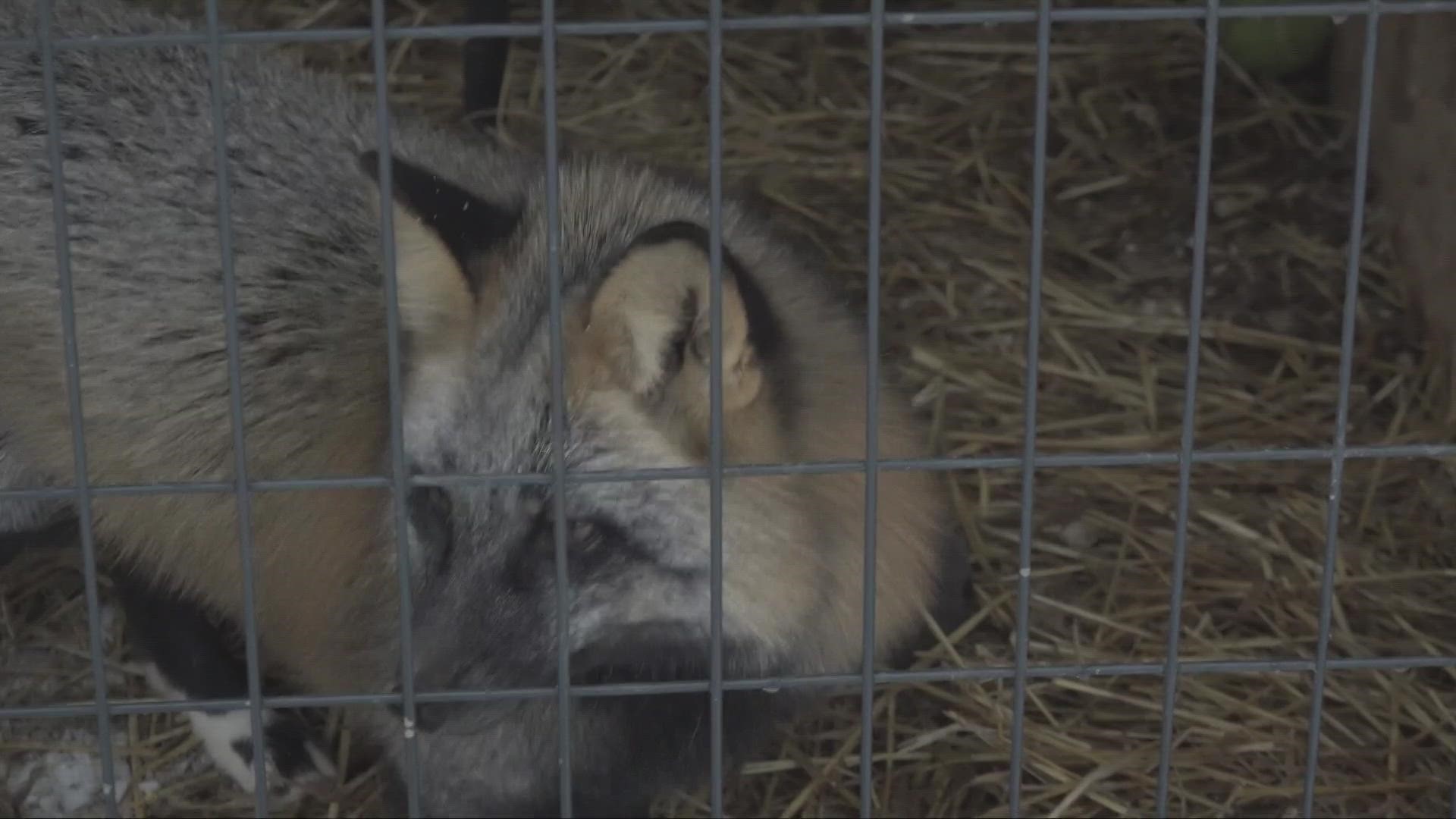 In this edition of Ready Pet GO! we talk with the team at Fox Tale Sanctuary about all the reasons it's not a good idea to adopt a fox as a pet.