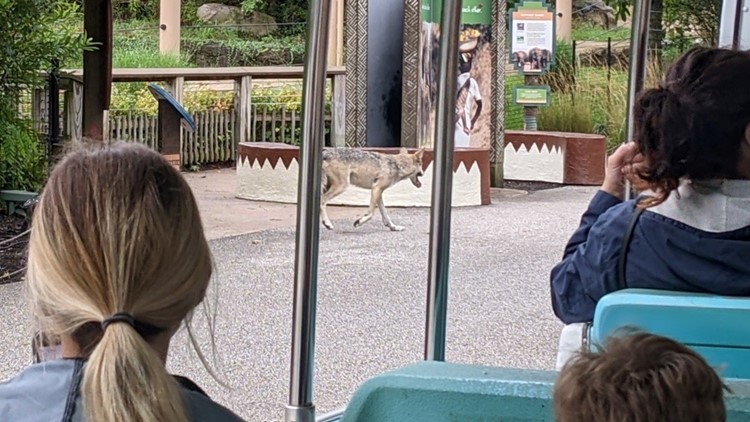 Unpacking how a wolf escaped its enclosure at the Cleveland Metroparks Zoo