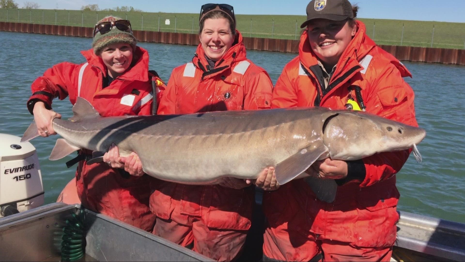 The resilient Cuyahoga River could be established as a spawning area for these giants that once roamed Lake Erie.