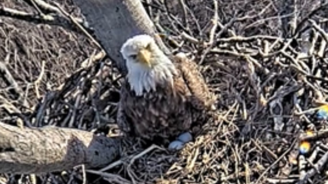 Bald eagle eggs discovered in nest at Avon Lake's Redwood Elementary School: Watch live eagle cam 24/7