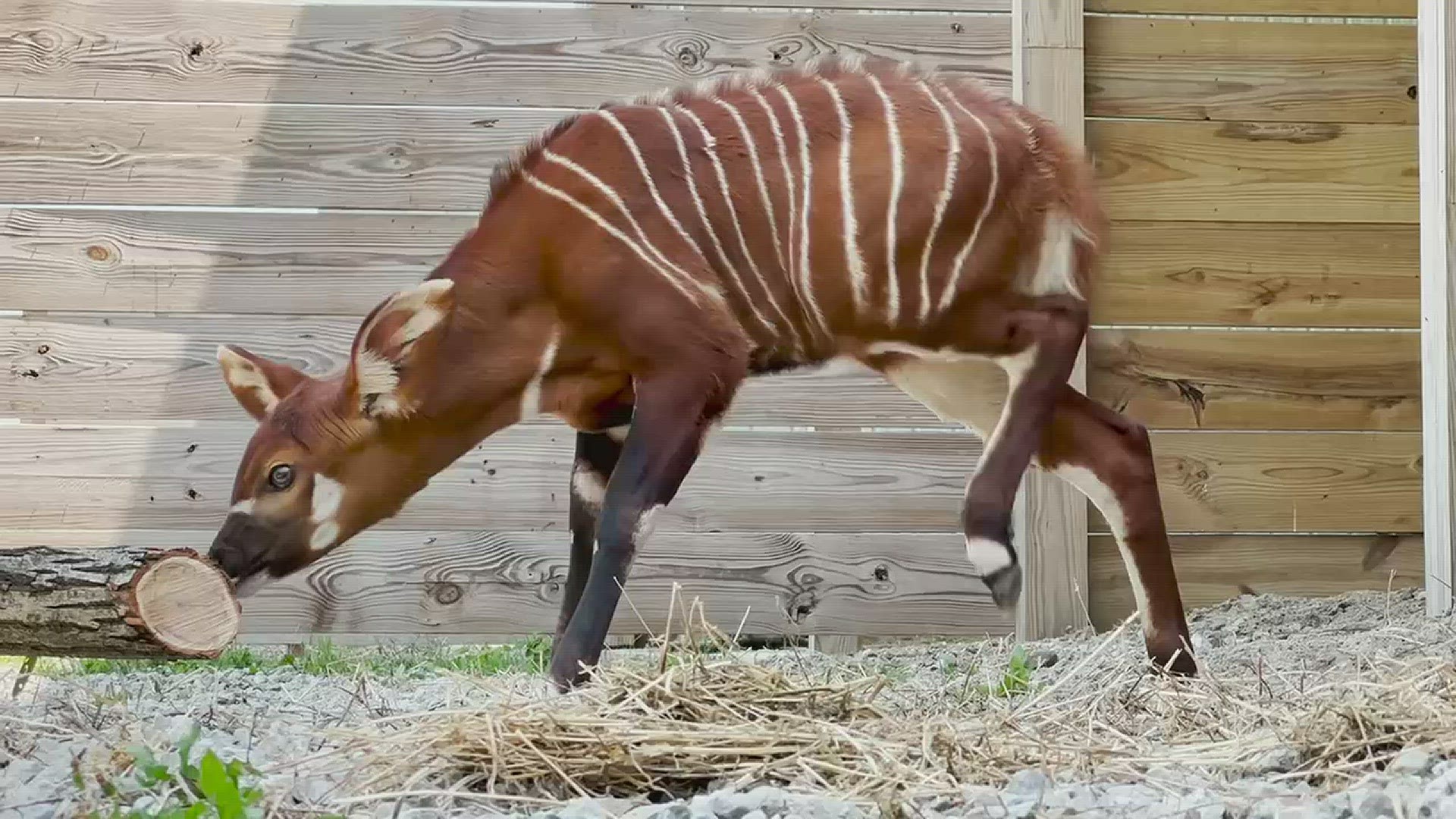 Guests at African Safari Wildlife Park have the opportunity to view the animals daily in the Park’s Drive-Thru Safari.