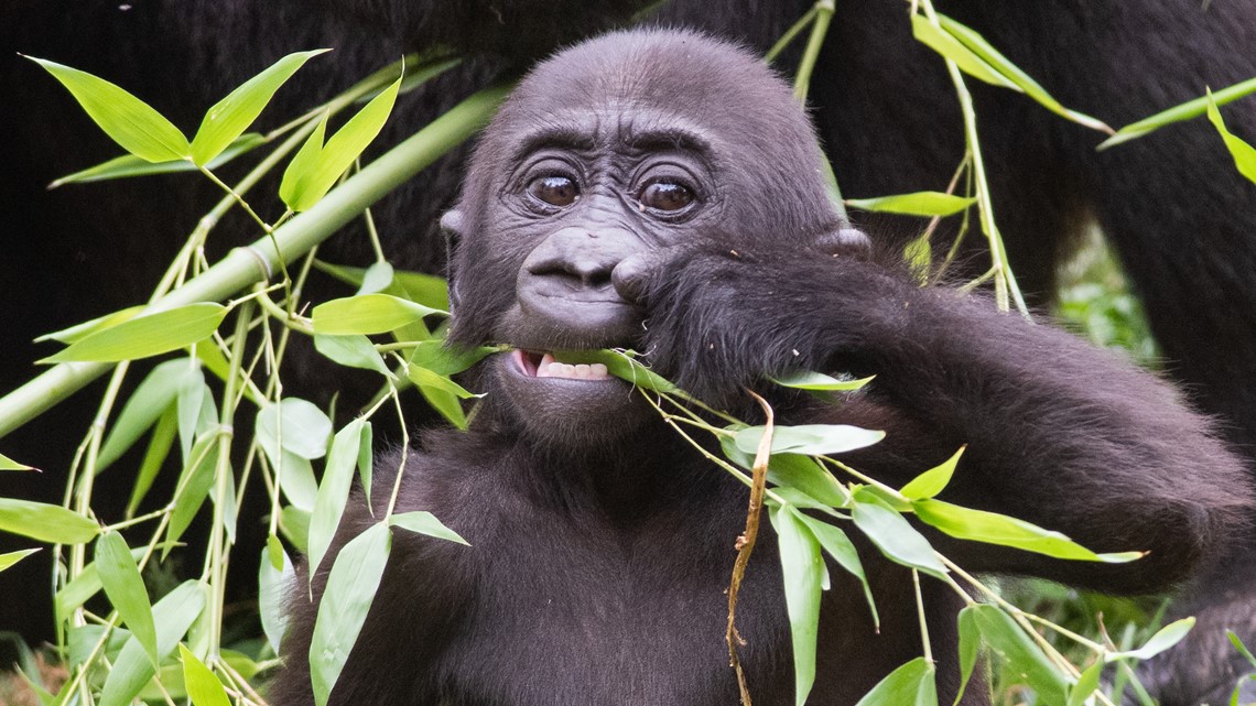 1st Birthday Celebration For Baby Gorilla At Cleveland Zoo | Wtol.com