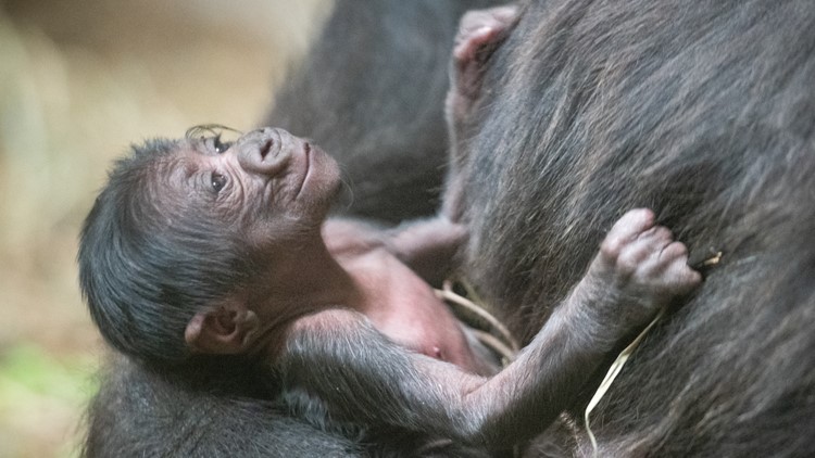 It's a boy! Cleveland Metroparks Zoo witnesses birth of first baby gorilla in its 139-year history