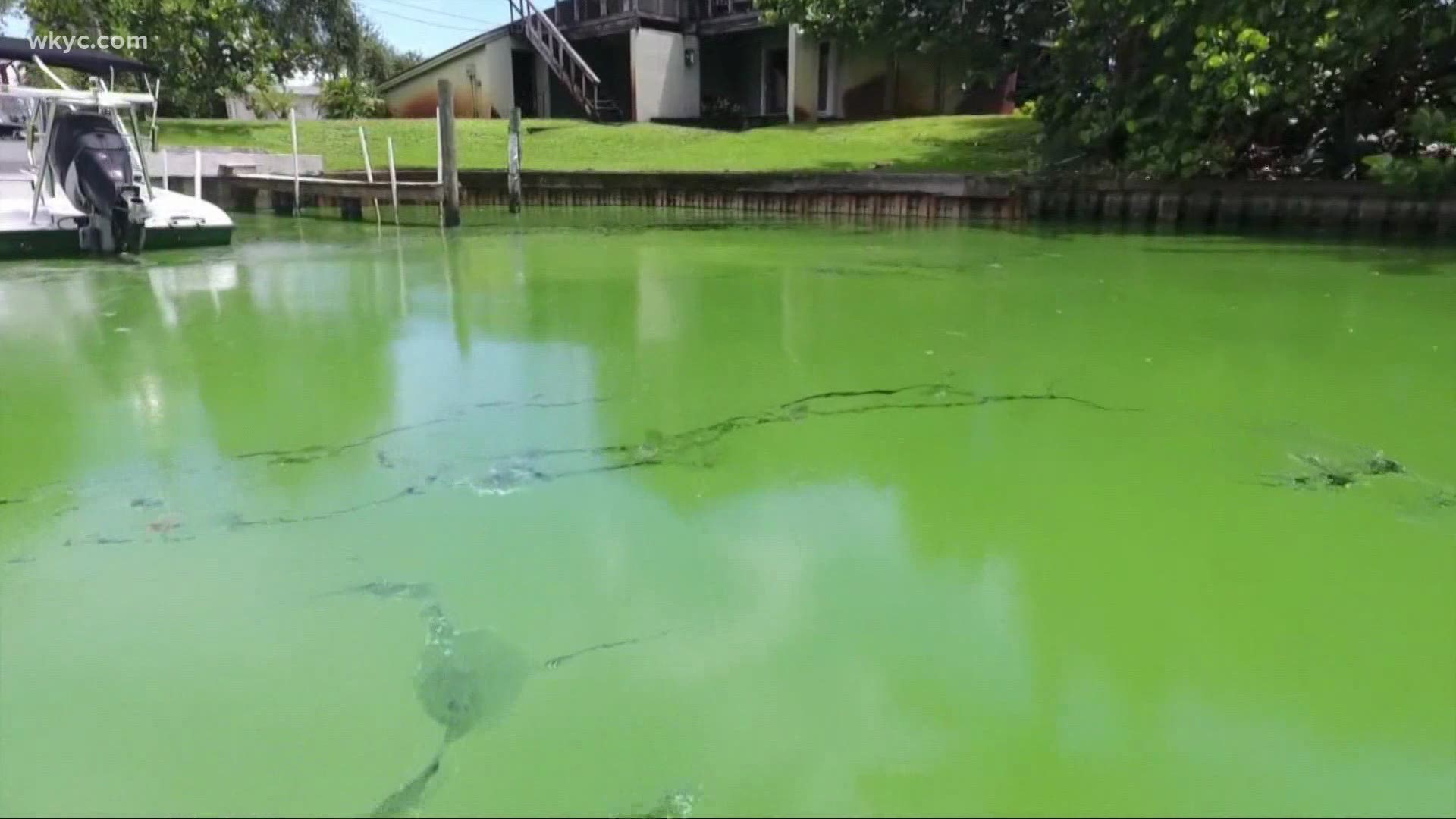 It's called Lake Erie's Green Monster, the giant algae bloom that forms on the lake in the summer.
