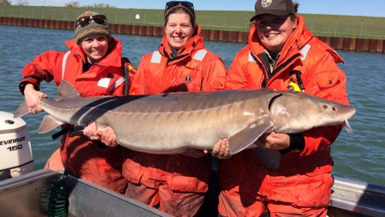 Lake sturgeon stockings show promise for return of prehistoric fish to Lake Erie