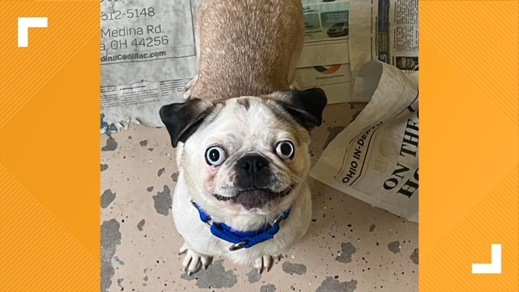 Adorable pug delights social media users, finds forever home through Medina County SPCA: 'A face only a mother could love'