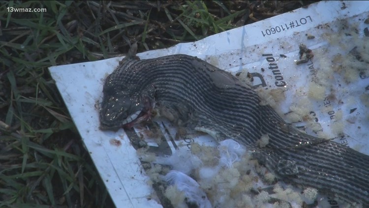 'I'm not gonna live with snakes': Georgia woman leaves home rental infested with snakes