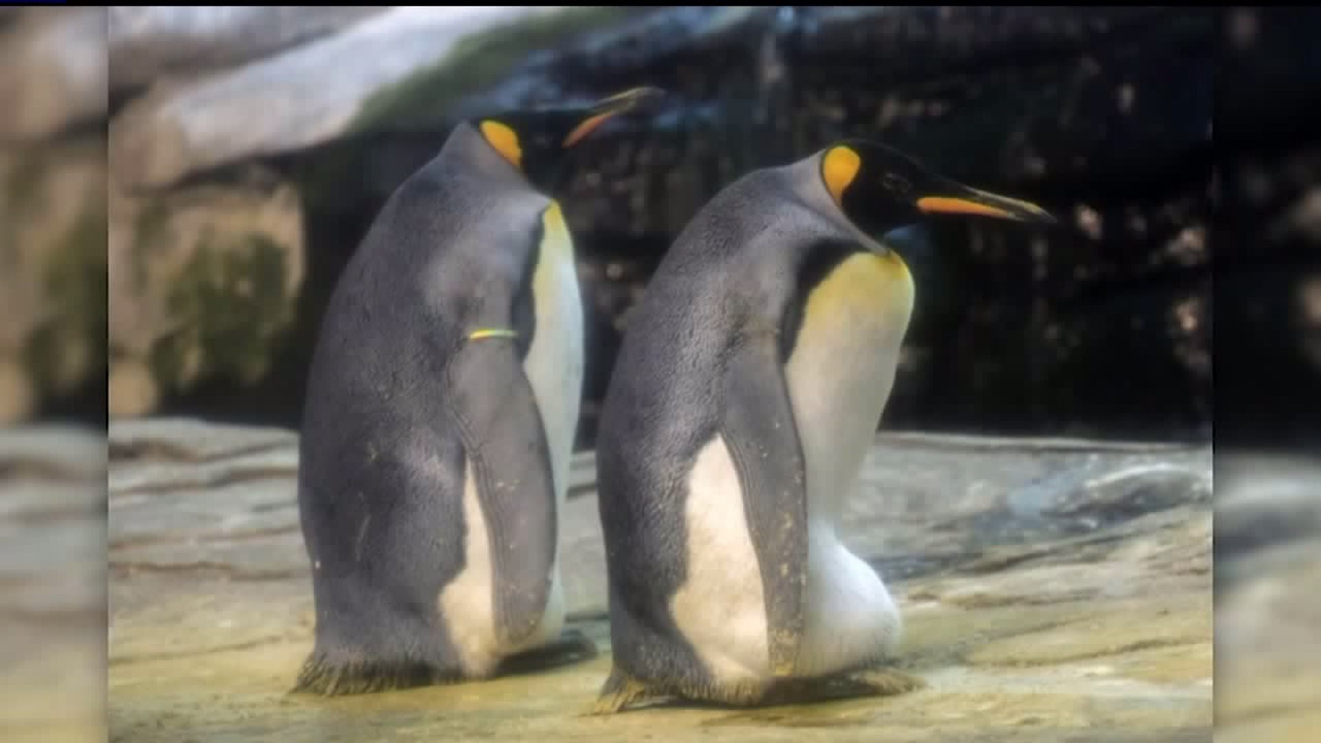 Gay penguin couple adopts egg after several attempts to hatch stones, fish