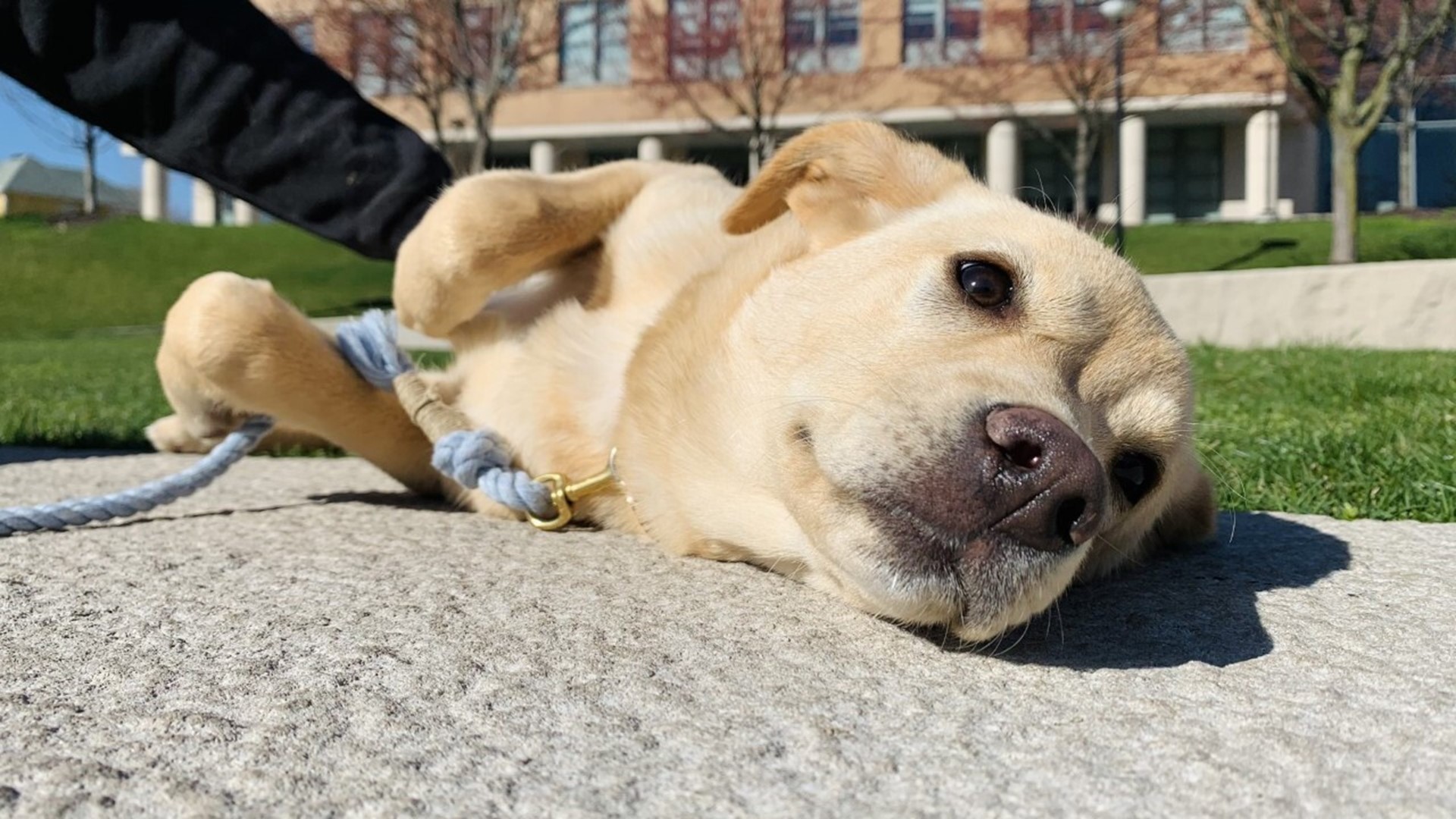 Indianapolis U.S. Marine Reunited with puppy he saved overseas | wtol.com
