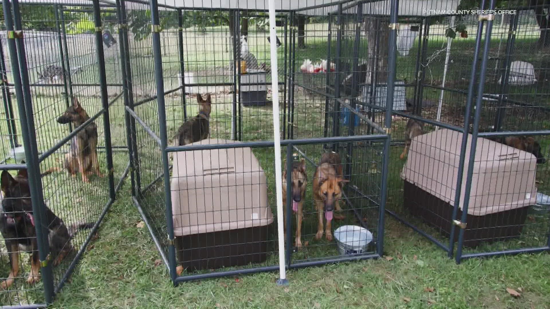 At least 30 German shepherds found in deplorable conditions were seized Friday by deputies and Animal Care and Control officers.