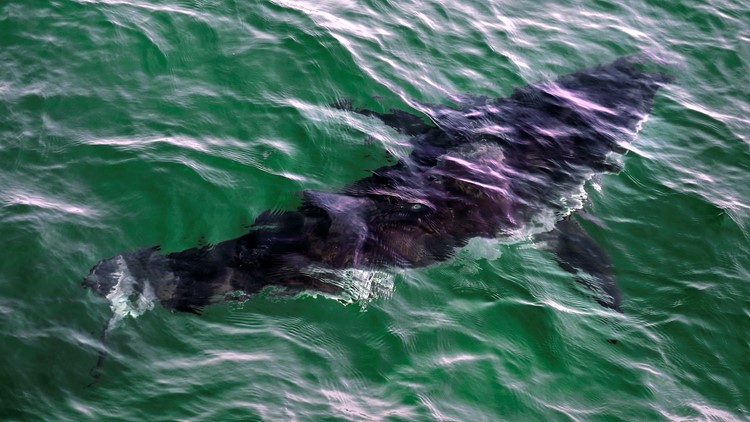 Why more shark sightings, attacks are happening on the New England, Long Island coast