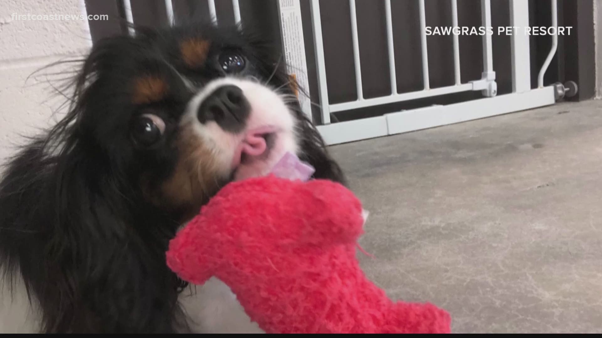 Pet Day Cares Lending A Helping Hand Amid Covid 19 Outbreak Wtol Com