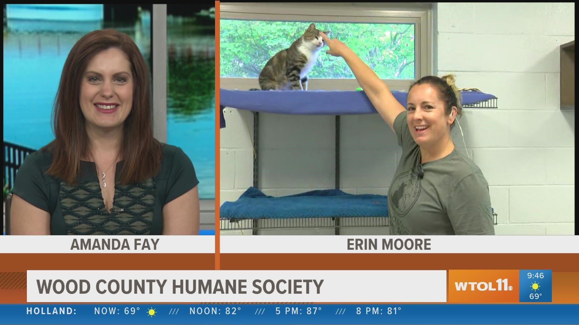 Erin Moore of the Wood County Humane Society joins us this morning -- with friends who need forever homes.