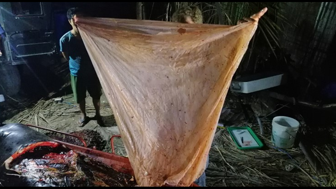 Young Whale Found in Philippines With 88 Pounds of Plastic Bags in Stomach  Died of 'Dehydration and Starvation